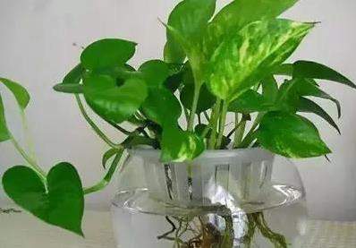 媳婦太有才！她把食鹽倒進鍋裡，驚喜發生了，清潔專家都不輕易外傳的祕方