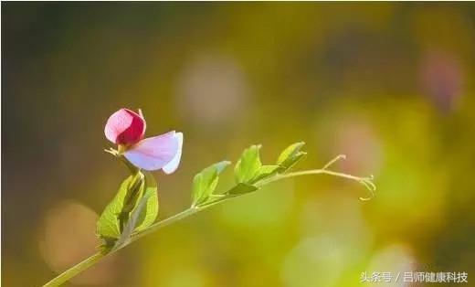 春季艾灸這些穴位，不但養肝，還可預防夏季常見病！
