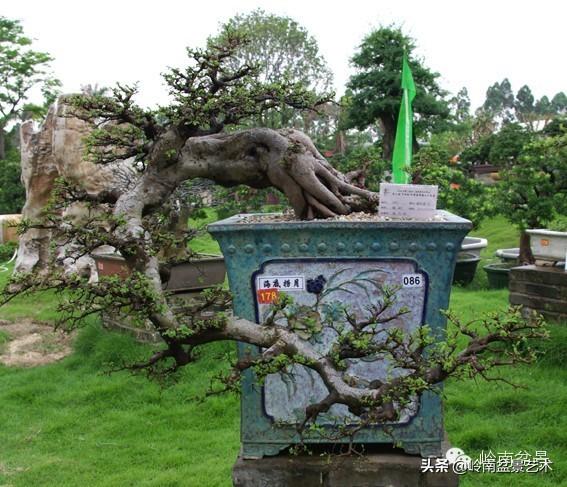不同盆景的常用擺放技巧