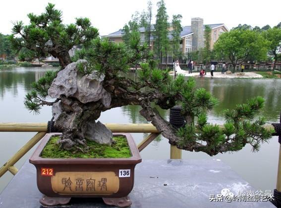 不同盆景的常用擺放技巧