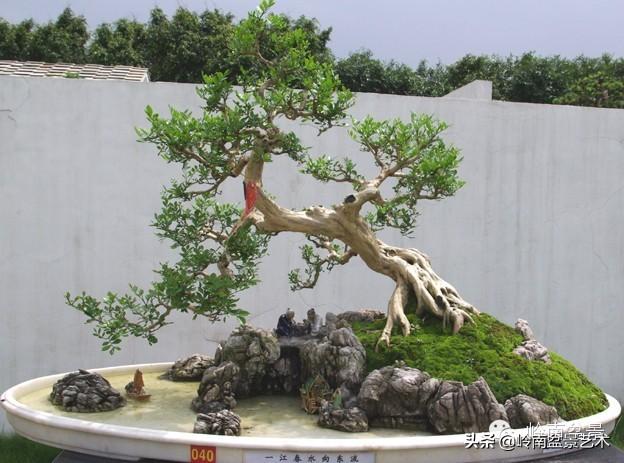 不同盆景的常用擺放技巧