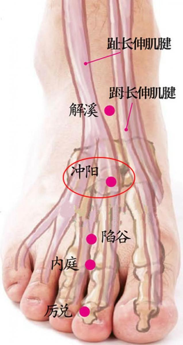 衝陽穴，最好的養胃保健藥
