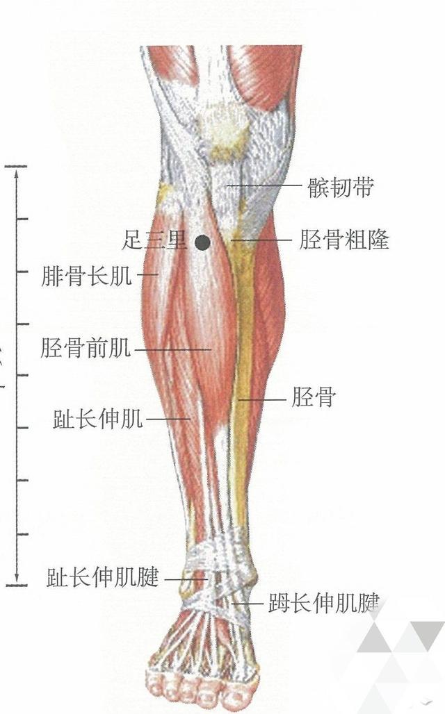 常艾灸大椎、肺俞、足三里3穴位，可提高機體免疫力，延長壽命