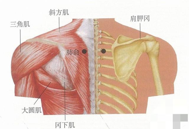 常艾灸大椎、肺俞、足三里3穴位，可提高機體免疫力，延長壽命