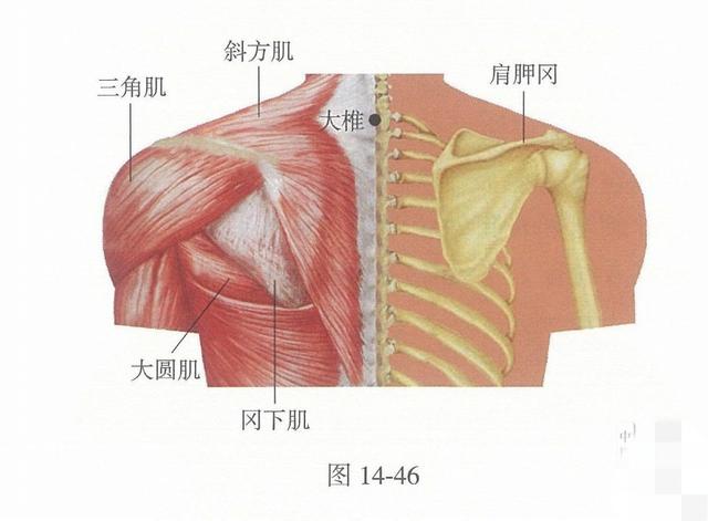 常艾灸大椎、肺俞、足三里3穴位，可提高機體免疫力，延長壽命