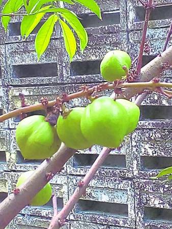八旬Nenek公開回春秘方 皇冠果茶天天喝
