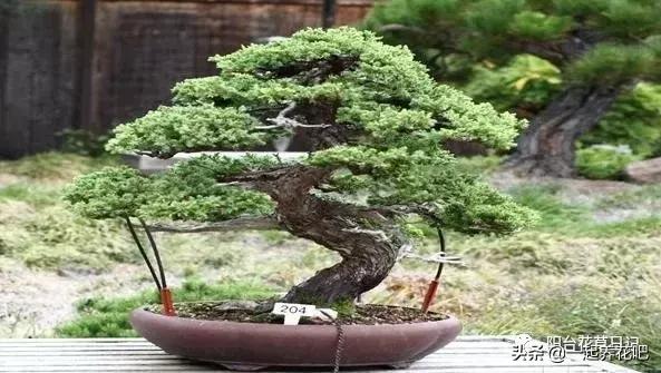 盆景迷你又精緻，怎麼才能做出一盆自己的盆景？ 看完你也是大師