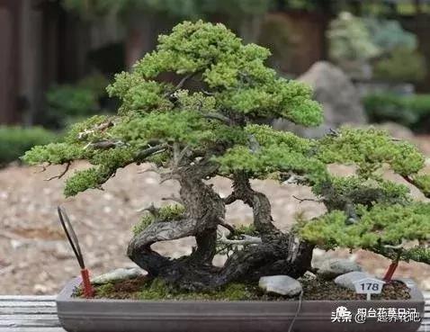 盆景迷你又精緻，怎麼才能做出一盆自己的盆景？ 看完你也是大師
