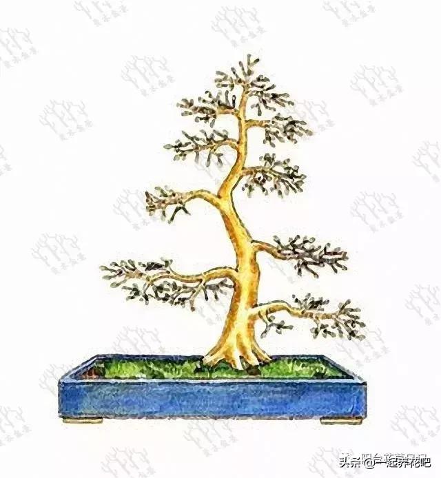 盆景迷你又精緻，怎麼才能做出一盆自己的盆景？ 看完你也是大師