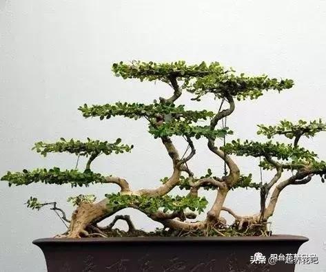 盆景迷你又精緻，怎麼才能做出一盆自己的盆景？ 看完你也是大師