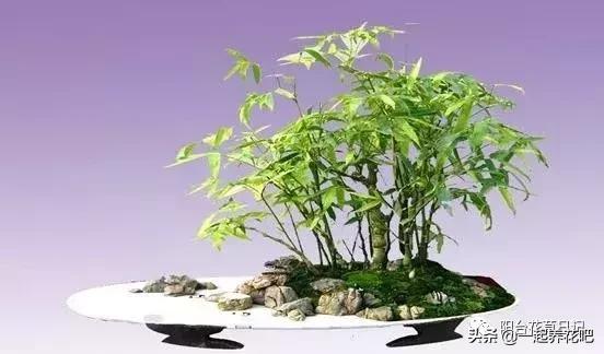 盆景迷你又精緻，怎麼才能做出一盆自己的盆景？ 看完你也是大師