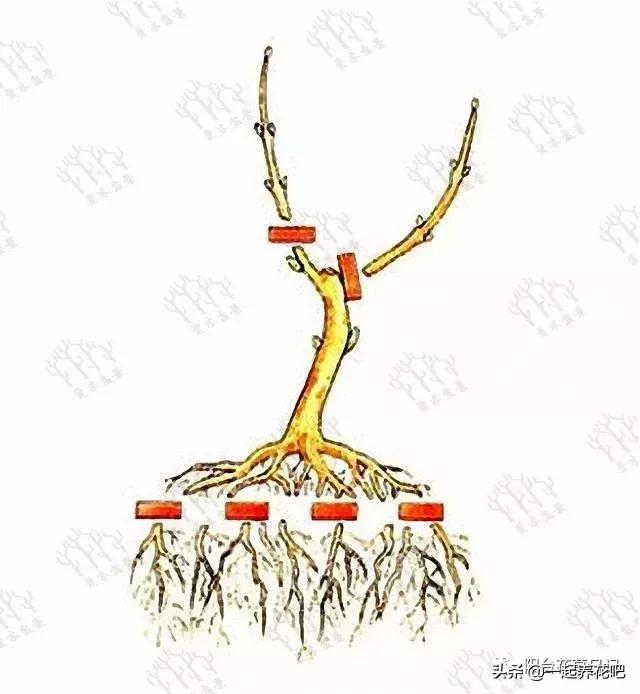 盆景迷你又精緻，怎麼才能做出一盆自己的盆景？ 看完你也是大師