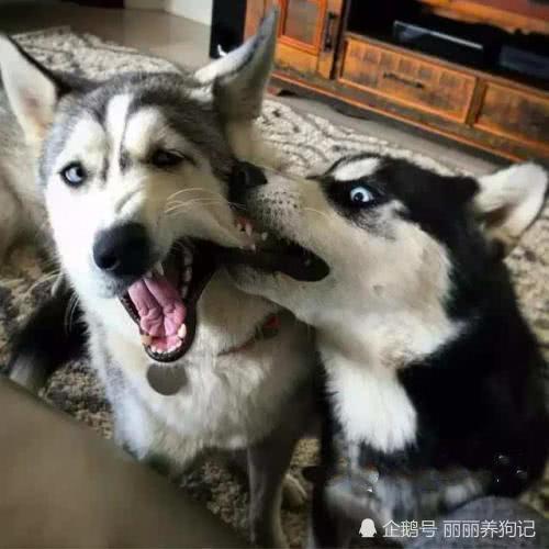 主人帶著二哈一起去拜年，讓二哈在樓下等著，回來一看招來了警察