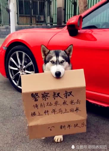 主人帶著二哈一起去拜年，讓二哈在樓下等著，回來一看招來了警察