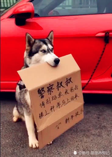 主人帶著二哈一起去拜年，讓二哈在樓下等著，回來一看招來了警察