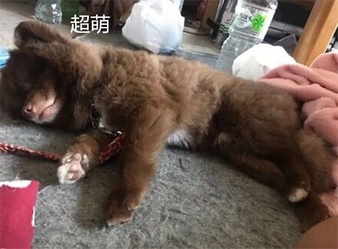 男子養了一隻狗，每次遛狗都遭路人誤會，熊大是你嗎