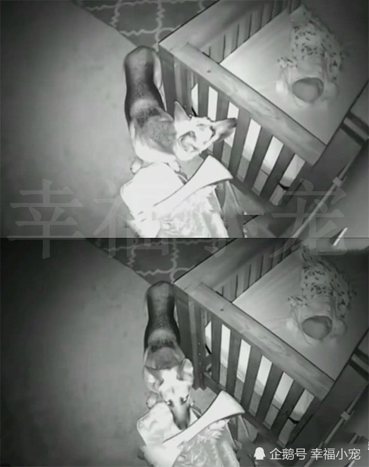 主人發現狗狗總是半夜溜進嬰兒房，看監控後才明白原因，真沒想到