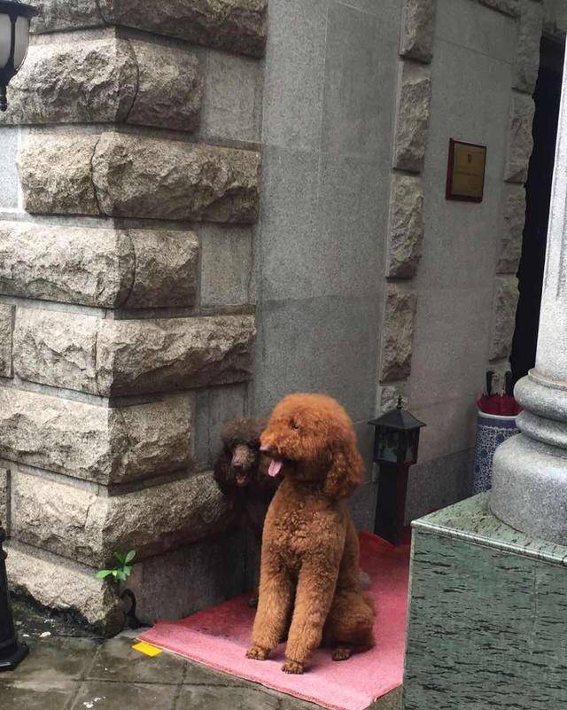 得知出差的主人即將回來，可把兩隻貴賓犬開心壞了