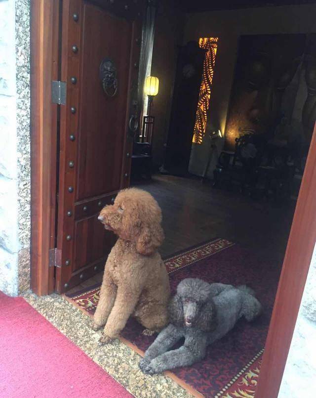 得知出差的主人即將回來，可把兩隻貴賓犬開心壞了