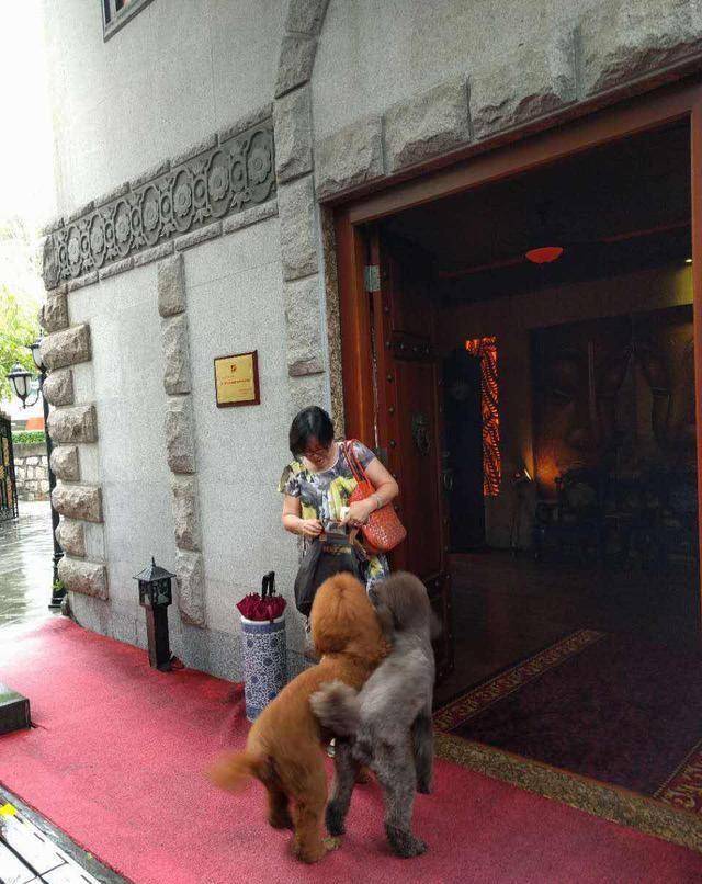 得知出差的主人即將回來，可把兩隻貴賓犬開心壞了