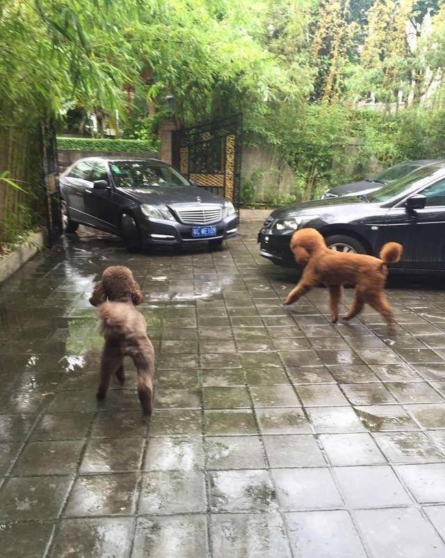 得知出差的主人即將回來，可把兩隻貴賓犬開心壞了