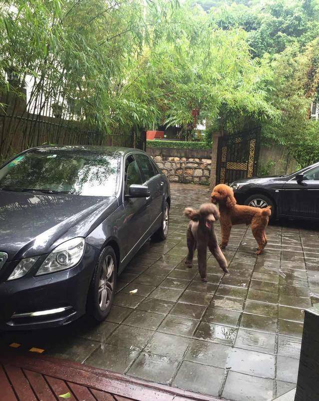 得知出差的主人即將回來，可把兩隻貴賓犬開心壞了