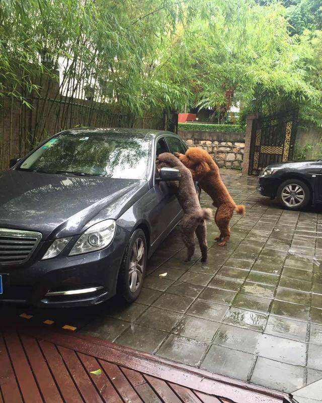 得知出差的主人即將回來，可把兩隻貴賓犬開心壞了