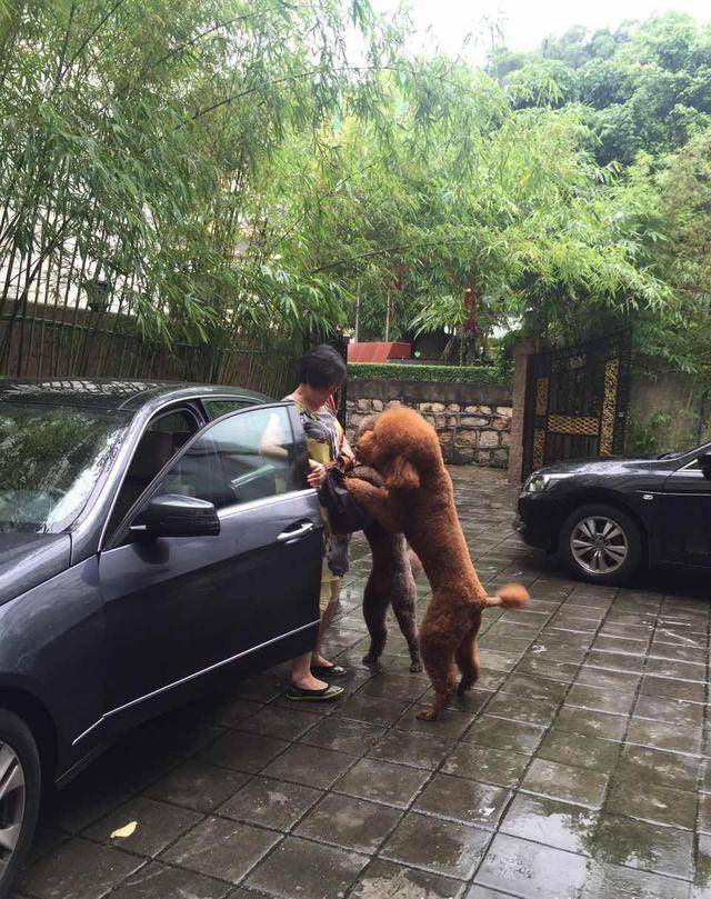得知出差的主人即將回來，可把兩隻貴賓犬開心壞了