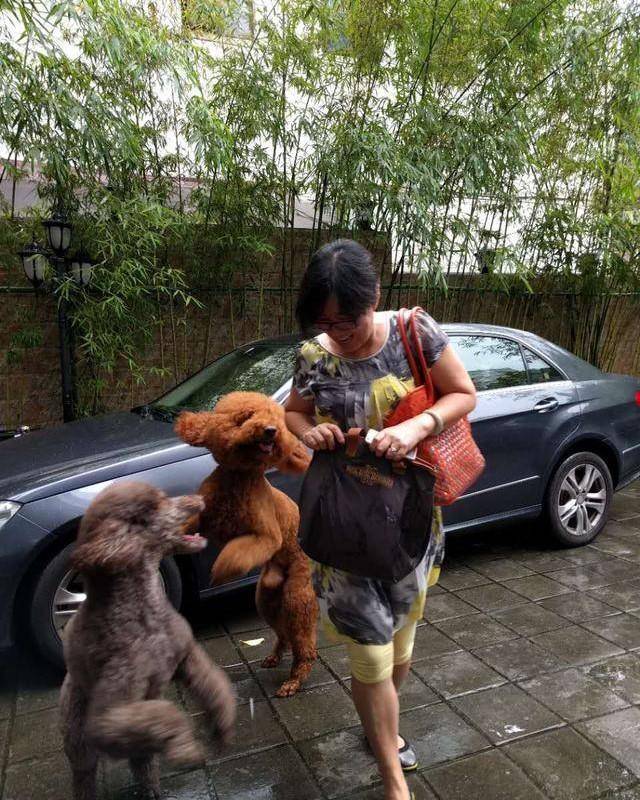 得知出差的主人即將回來，可把兩隻貴賓犬開心壞了