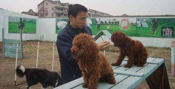 不要再說討厭貴賓犬了，你不知道人家有多優秀