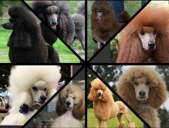 不要再說討厭貴賓犬了，你不知道人家有多優秀