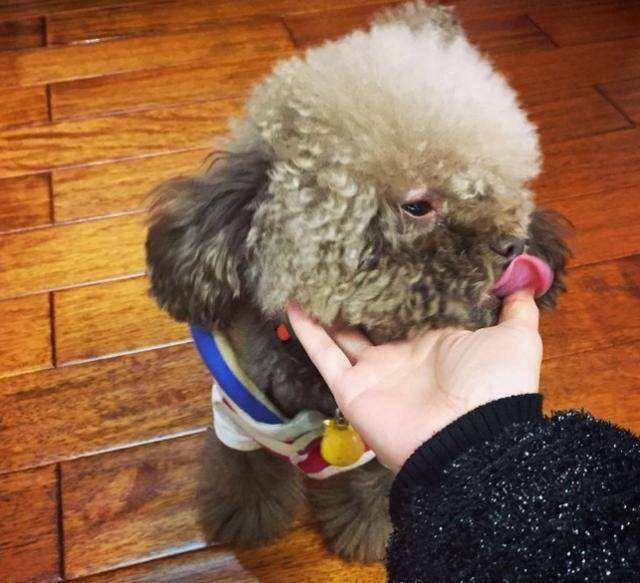 不要再說討厭貴賓犬了，你不知道人家有多優秀