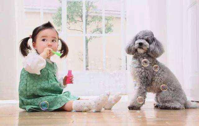 不要再說討厭貴賓犬了，你不知道人家有多優秀