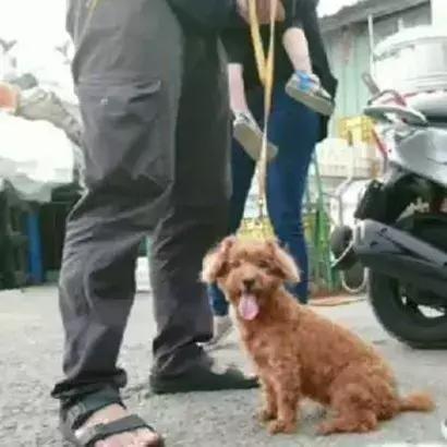 八年陪伴卻換來主人的丟棄，泰迪到臨別時還在笑著......