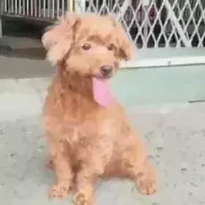 八年陪伴卻換來主人的丟棄，泰迪到臨別時還在笑著......