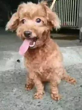 八年陪伴卻換來主人的丟棄，泰迪到臨別時還在笑著......