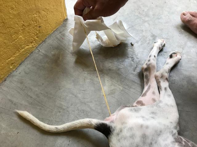 狗狗夏天才需要驅蟲？春天寄生蟲爆發，三個方法讓狗遠離蟲子