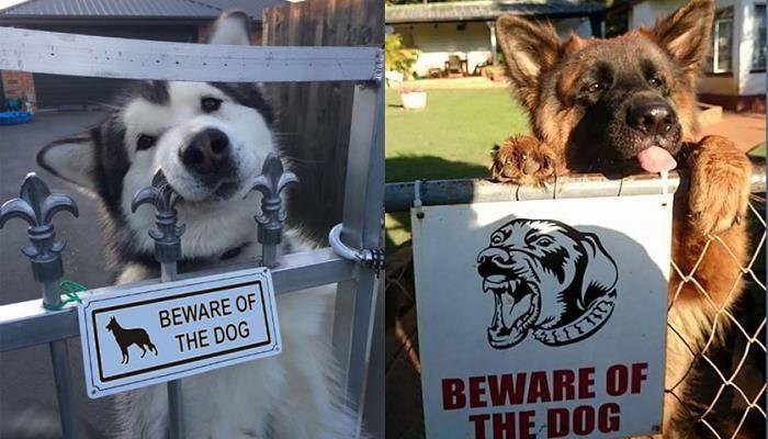 讓主子完全沒面子的15隻「超兇猛惡犬」！甚至還有點太萌了