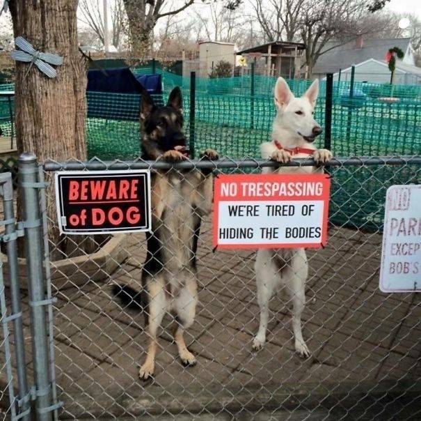 讓主子完全沒面子的15隻「超兇猛惡犬」！甚至還有點太萌了