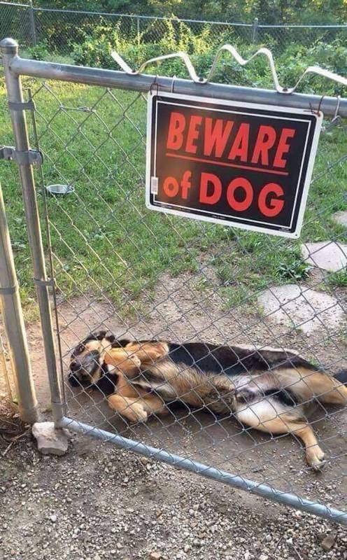 讓主子完全沒面子的15隻「超兇猛惡犬」！甚至還有點太萌了