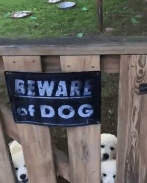 讓主子完全沒面子的15隻「超兇猛惡犬」！甚至還有點太萌了