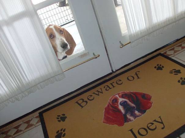 讓主子完全沒面子的15隻「超兇猛惡犬」！甚至還有點太萌了