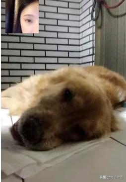 狗狗今生最後一次散步，15歲金毛搖尾歡笑，回家後安然離世