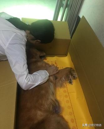 狗狗今生最後一次散步，15歲金毛搖尾歡笑，回家後安然離世