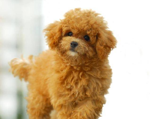 對貴賓犬來說，這5件事，如同上刑！