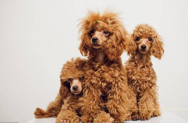 對貴賓犬來說，這5件事，如同上刑！