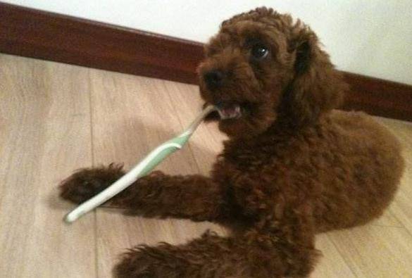 對貴賓犬來說，這5件事，如同上刑！