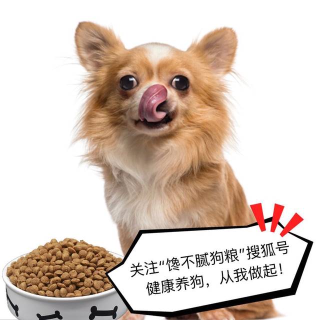 對貴賓犬來說，這5件事，如同上刑！