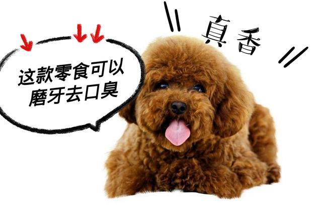 對貴賓犬來說，這5件事，如同上刑！
