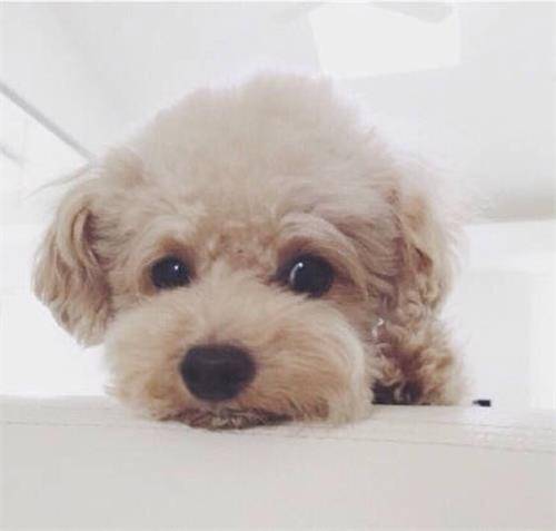 寵物知識：貴賓犬生理期需要做什麼，貴賓犬生理期怎麼看護